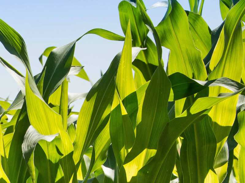 Croissance libérée
